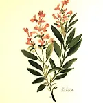 Il Guiscardo Salerno